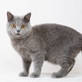 ブリティッシュショートヘアの飼い方について