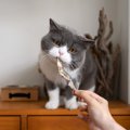 猫に食べさせてはいけない『魚の加工食品』4選　それぞれの理由や健康…