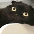 夏の暑い日に『猫が向かった先』とは……まさかの『特等席』で涼んでいる光…