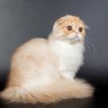 『長毛と短毛』どちらも存在する猫種3選　まるで違う種類のよう？それ…