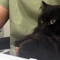 仕事をしていると、猫が膝の上に乗ってきて…たまらなく可愛い『かまってア…