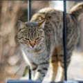 ホワイトハウスに侵入者？！『ネズミ捕り勤務中の猫』が記者会見室に現れ…