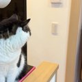 大好きな妹に『苦手な薬を塗られた猫』→2週間ぶりに再会すると…分かりやす…
