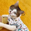 ママに撫でてもらっていた猫→甘え足りなくて…悶絶必至の『可愛すぎる催促…