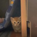 子猫が『初めてのお留守番』してみた結果→「仕事行くの辛いね」「ニヤ…