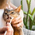 猫の『口臭が気になる』ときに疑われる原因3選　病気の可能性から改善方法…