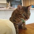 お客さんにも懐いちゃう猫くんとそれを遠くから観察する猫くん♡