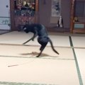 『遊び方がどうしてもカンフーになる猫』酔拳を発動する姿に絶賛の声…