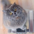 猫の『筋力低下』に繋がる要因2つ　予防しないと起きるトラブルとは