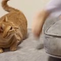 ソファの上で女の子がジャンプしたら、『近くで見ていた猫』が…可愛すぎる…