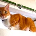 飼い主と生き別れた猫…新たな家族の元で幸せな余生を送った記録