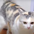 じーっと見つめてダッシュ！猫ちゃんの伝わらない挑発？