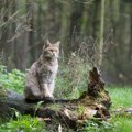 猫の『頭の良さ』に感心させられる瞬間3つ　想像以上に考えて生きてい…
