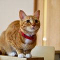 猫が『心を開いてくれない』ときの理由4つ　打ち解けるためにできるこ…