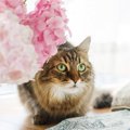 今が見頃の『紫陽花』は猫には危険！近づけないほうがいい理由や誤飲…