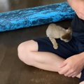 子猫を膝の上から降ろしたら…全力疾走で『戻ってくる』姿がたまらない…