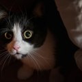 猫も『台風・雷』を怖がったりする？猫が嫌がる理由と、やってあげたい対…