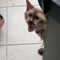 玄関前で毎朝『ニャーニャー』と鳴いてアピールしてきた猫→保護して２年……