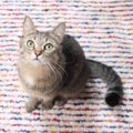 猫が飼い主に助けを求めている時の仕草や行動５つ