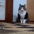 見守りカメラで猫ちゃんの私生活を覗き見？！