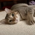 飼い主が起きるのをずっと待っていた猫→目を覚ました瞬間…『おはよう』の…