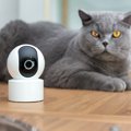 慎重に選びたい『大型・高額な猫グッズ』4選　ありがちな失敗パターンと後…