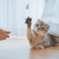 愛猫の『テンションが上がる』5つの要素　刺激が足りてないかも…と思った…