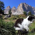 道に迷ったハイカーを救った、神秘の「山岳ガイド猫」　山の守護霊と…