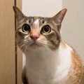 猫が突然の『壁ドン』にびっくりした結果…『挙動不審で固まってしまう…