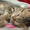 カラスに囲まれていた子猫を保護して2日目…飼い主さんのそばで見せた…