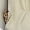 『カーテンを閉めるのが上手い猫』を撮影したら…まさかの"神業"…