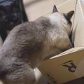 楽しみ方は無限大！猫ちゃんたちのフリースタイル箱遊び♪