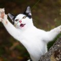 猫にまつわる『都市伝説・言い伝え』6選　本当に起こるの？囁かれるよ…