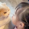 猫が少女から『キスを迫られた』結果…『大人の余裕』を見せつける姿が…