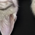 家にきてまだ『３日目』なのに→机の上を見ると、子猫が…涙が出るほど…