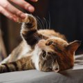 猫があまり構って欲しくないときに見せるサインとは？