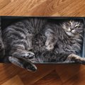 猫が『箱を愛してやまない』3つの理由　狭いほどいい？素材はやっぱり…