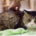 ドライヤーもされるがまま！お風呂上がりの猫ちゃんが無抵抗過ぎる