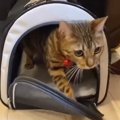 車いやだ～！６匹の猫ちゃんたちを連れて大移動！