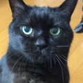 黒猫に『お手』『おかわり』と言うと…想像を超えてくる『天才的な反応』に…