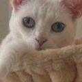 ハンモックでくつろぐ猫→頭に『王冠のようなもの』がついていると思ったら…