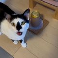 『ごめん、素でご飯とビール間違えて置いた…』猫の文句の言い方が可愛…