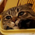 猫のいる部屋で暖房をずっとつけっぱなしでも大丈夫？