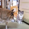 柴犬が『いなくなった猫』を探しに探した結果…『爆笑のオチ』が146万…