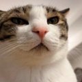 LINEに送られてきた『猫の姿』を見た結果…思わず吹き出した『予想外す…