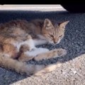 車の下にいた『弱りきって動けない猫』を保護したら…綺麗になった様子…