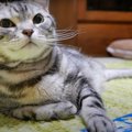 おやつが食べたい猫ちゃんの期待を込めた熱い視線