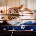 猫の『譲渡会』に参加するときに必要なマナー3つ　譲渡までの手順から里親…
