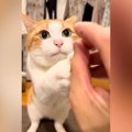 ごはんをあげようとしたら、愛猫が真顔で立ち上がり…圧が強すぎる『ま…