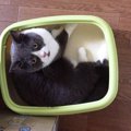 猫のトイレ掃除の適正な頻度は？